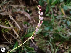 Stelis oaxacana