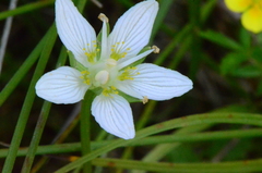 Parnassia palustris