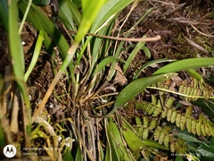 Stelis oaxacana