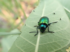 Chrysochus