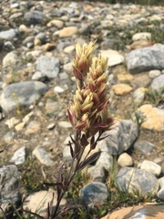 Castilleja parviflora
