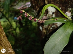 Stelis oaxacana