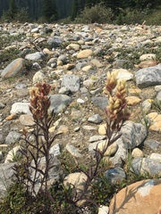 Castilleja parviflora