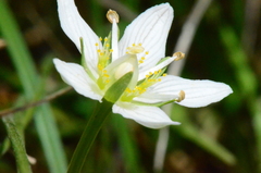 Parnassia palustris