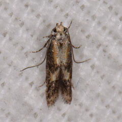 Blastodacna atra