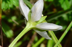 Parnassia palustris