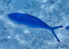 Caesio lunaris