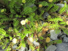 Leptinella squalida