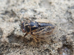 Cicadatra platyptera