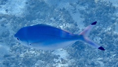 Caesio lunaris