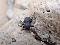 Zopheridae