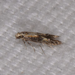 Blastodacna atra