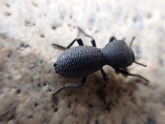 Zopheridae
