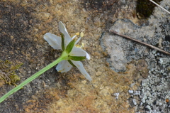 Parnassia palustris
