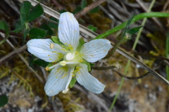 Parnassia palustris
