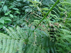 Rumex arifolius
