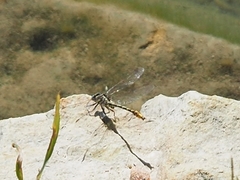 Phanogomphus militaris