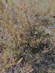 Gaultheria macrostigma