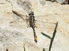 Phanogomphus militaris
