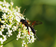 Phaenolobus terebrator