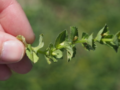 Triodanis lamprosperma