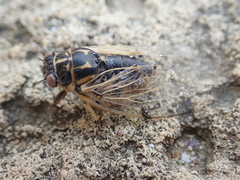 Cicadatra platyptera