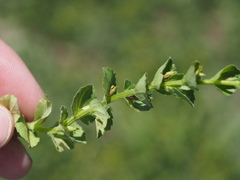 Triodanis lamprosperma