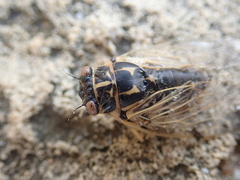 Cicadatra platyptera