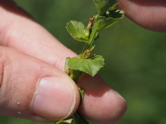 Triodanis lamprosperma