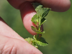 Triodanis lamprosperma