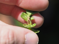 Triodanis lamprosperma