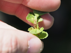 Triodanis lamprosperma