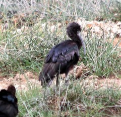 Plegadis falcinellus