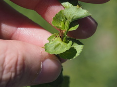 Triodanis lamprosperma