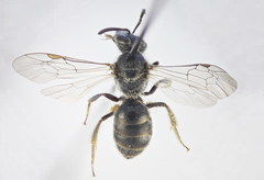 Lasioglossum ibericum