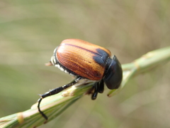 Anisoplia austriaca