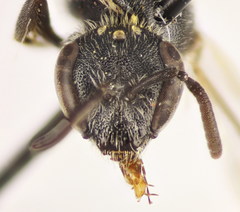 Lasioglossum ibericum