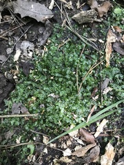 Pallavicinia