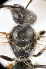 Lasioglossum ibericum