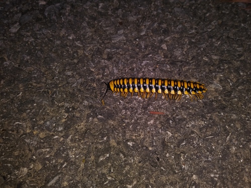 Colorful Cherry Millipede photo 5