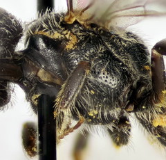 Lasioglossum ibericum