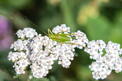 Ephippiger diurnus diurnus