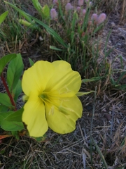 Oenothera rubricaulis