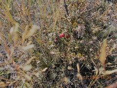 Gaultheria macrostigma