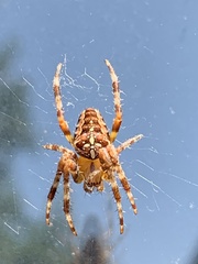 Araneus diadematus