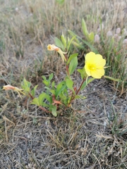 Oenothera rubricaulis