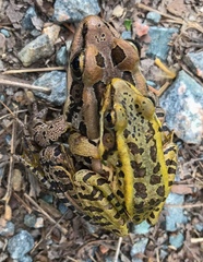 Pickerel Frog photo 3