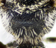 Lasioglossum ibericum