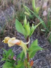 Oenothera rubricaulis