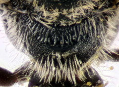 Lasioglossum ibericum